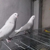 فروش انواع کبوتر نوک ریز