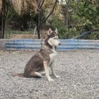 سگ افغان تایگر گلدن رتریور ژرمن بلک پامراشپیتز|سگ|کرمان, |دیوار