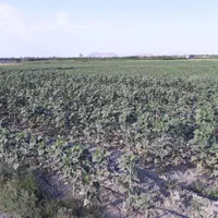 زمین کشاورزی گویجلوی اصلان به متراژ ۱۲۵۰ متر مربع|فروش دفتر صنعتی، کشاورزی، تجاری|ارومیه, |دیوار