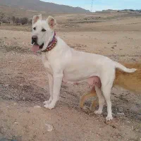 ماده خراسانی