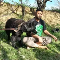 سگ ژرمن اصل
