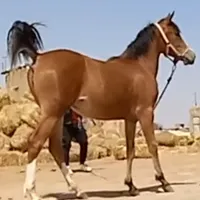 دو راس اسب نریون ومادیون کرد
