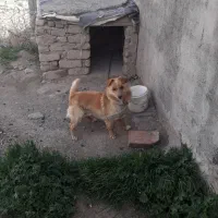 توله سگ نژاد پا مرانین