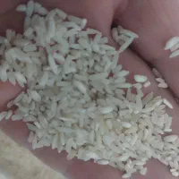 فروش عمده برنج شمال قیمت رقابتی|خوردنی و آشامیدنی|قم, شاه ابراهیم|دیوار