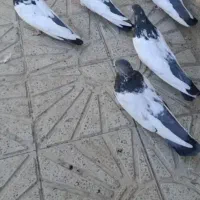 حیوانات|پرنده|لالجین, |دیوار