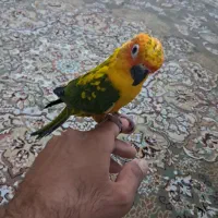 خری د وو شاه طوطی کاسکو ملنگو|پرنده|تهران, هلال احمر|دیوار