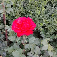 واحد آپارتمان ۶۵ متر دو خواب