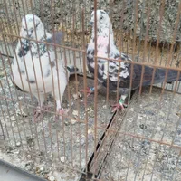 کبوتر پرشی|پرنده|اصفهان, سلطان‌آباد|دیوار