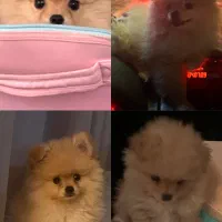 واگذاری سگ پامر ۴ ماهه|سگ|رامسر, |دیوار