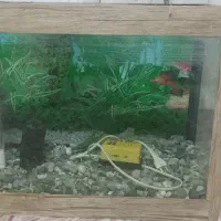 آکواریوم با تمام وسایل