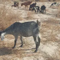 بز پاکستانی