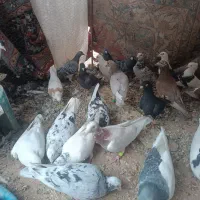کفترفروشی|پرنده|سلیمان, |دیوار