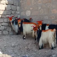 سرهم دونه ۶۵۰۰|حیوانات مزرعه|مسجد سلیمان, |دیوار