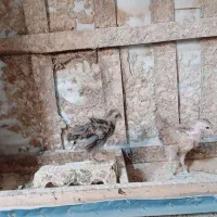 جوجه محلی اصل دوماهه