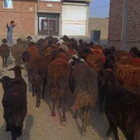 50 راس گوسفند قزل جوان زاییده و آبستن سنگین|حیوانات مزرعه|تبریز, |دیوار