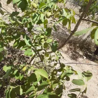 باغ کشاورزی 500متری پل زمانخان|فروش دفتر صنعتی، کشاورزی، تجاری|شاهین‌شهر, شهرک گلدیس|دیوار