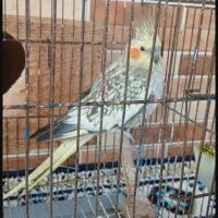 یک جفت عروس هلندی خوش رنگ|پرنده|سنگر, |دیوار