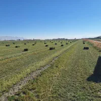 یونجه|لوازم جانبی حیوانات|بیضا, |دیوار