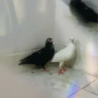 تعویض کبوتر با پرنده هم قیمت