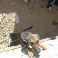 واگذاری یک عدد ژرمن شپرد