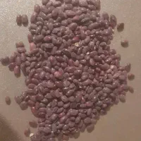 فروش عمده لوبیا قرمز