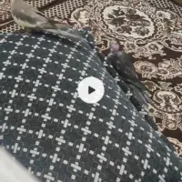 عروس هلندی گمشده|حیوانات|قم, امامزاده ابراهیم|دیوار