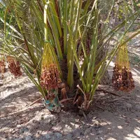 نخل للبیع فقط مشتری تماس واتساپ فیلم ارسالی موجود|خدمات باغبانی و درختکاری|شوشتر, |دیوار