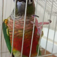 گرینچیک نر یلو ساید بالغ حلقه پا