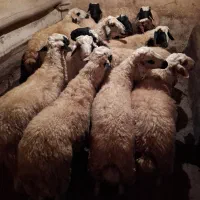 کاور نر|حیوانات مزرعه|سارال, |دیوار