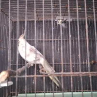 طوطی عروس نر|پرنده|خوشرودپی, |دیوار