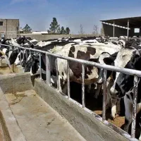 اجاره-دامداری