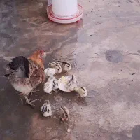 مرغ با جوجه / خروس محلی کاملا سالم و جوان (باشت)