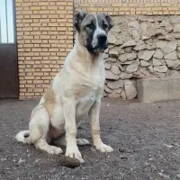 مجموعه پرورش سگ alborz.dog