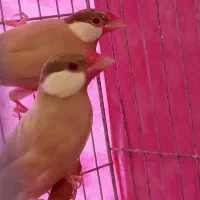 فنچ نرگسی شکلاتی مولد سالم