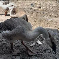 غاز وقوغاز|حیوانات مزرعه|تولم شهر, |دیوار