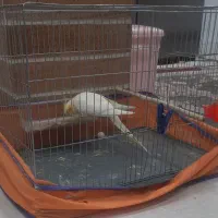 عروس هلندی|پرنده|دزفول, |دیوار