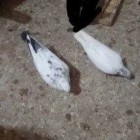 3 جفت کبوتر|پرنده|قشم, |دیوار