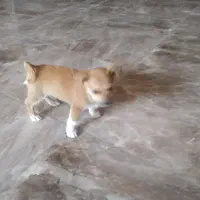 سگ پا کوتاه عروسکی