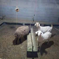دو عدد بزغاله سانن فروش فوری  ویک میش جوان گله گرد|حیوانات مزرعه|تربت جام, جلگه موسی آباد|دیوار