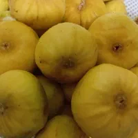 میوه|خوردنی و آشامیدنی|ورامین, ورامین|دیوار