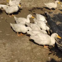 فروش اردک محلی