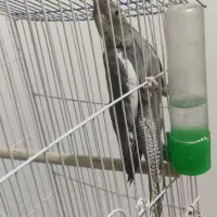 عروس هلندی ماده|پرنده|دوگنبدان, |دیوار