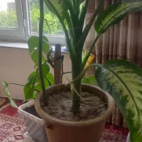 یک عدد گل|گل و گیاه طبیعی|اسکو, |دیوار