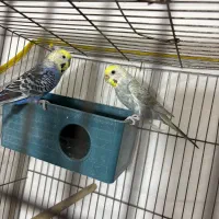 مرغ عشق|پرنده|سیرجان, |دیوار