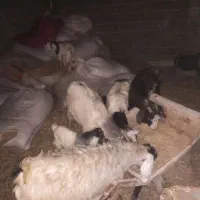 بز بزغاله دار