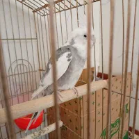 عروس هلندی سخنگو