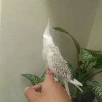 عروس هلندی نژاد وابت فیس و گل باقالی دستی سخنگو