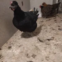 مرغ رسمی اصیل|حیوانات مزرعه|قم, الغدیر|دیوار