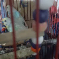 مرغ عشق|پرنده|الوند, |دیوار