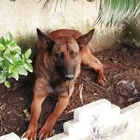 مالینویز ماده یکساله